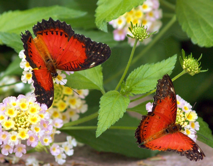 twobutterflies11 (700x547, 427Kb)