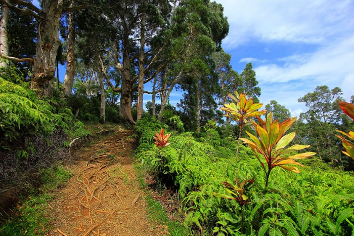 Великолепные сады острова Мауи 2 (700x466, 502Kb)