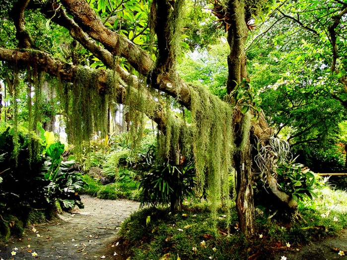 Великолепные сады острова Мауи 8 (700x524, 659Kb)
