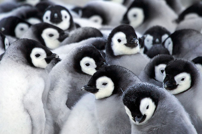 императорские пингвины фото 4 (670x447, 194Kb)
