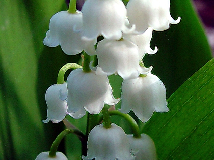 4239794_Convallaria_majalis_0_3_ (420x315, 122Kb)