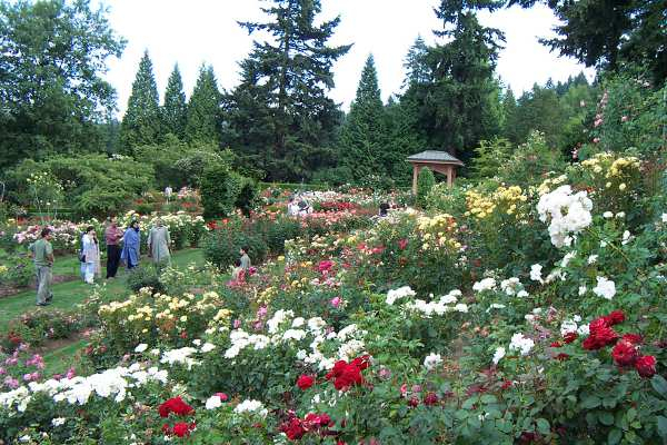 Самые красивые розы в городе Портленд штата Орегон4 (600x400, 327Kb)