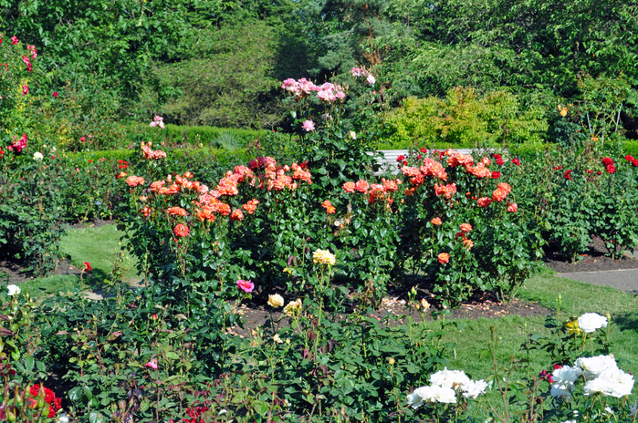 Самые красивые розы в городе Портленд штата Орегон8 (700x464, 676Kb)