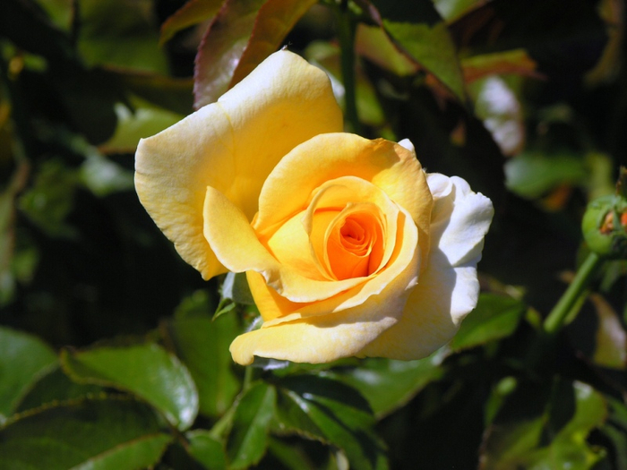 Самые красивые розы в городе Портленд штата Орегон10 (700x525, 322Kb)