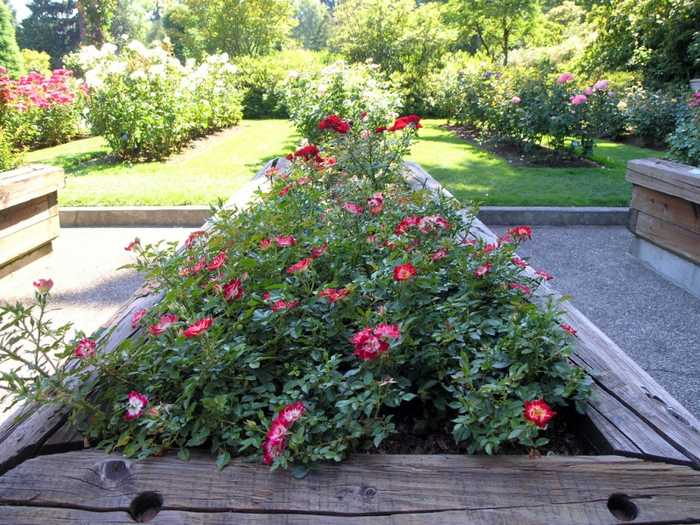 Самые красивые розы в городе Портленд штата Орегон12 (700x525, 565Kb)