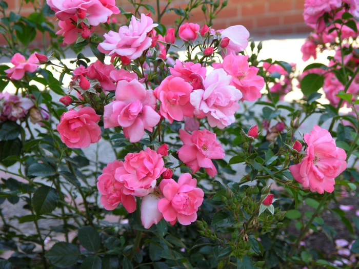 Самые красивые розы в городе Портленд штата Орегон14 (700x525, 481Kb)