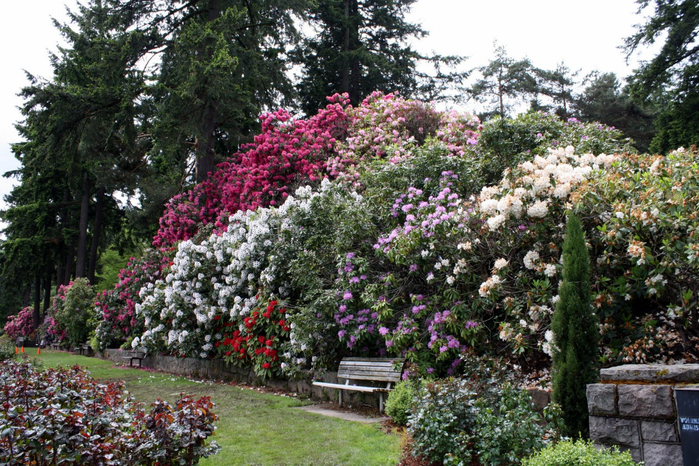 Самые красивые розы в городе Портленд штата Орегон17 (700x466, 523Kb)