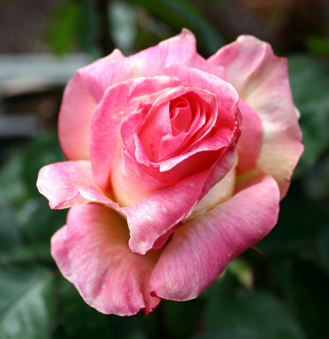 Самые красивые розы в городе Портленд штата Орегон19 (679x700, 396Kb)