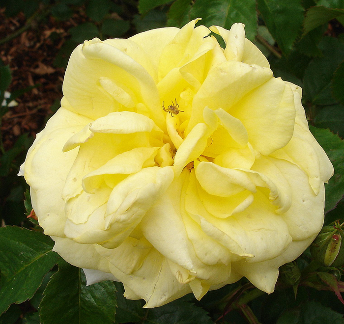 Самые красивые розы в городе Портленд штата Орегон22 (700x660, 522Kb)