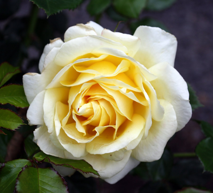 Самые красивые розы в городе Портленд штата Орегон31 (700x635, 369Kb)