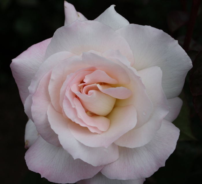 Самые красивые розы в городе Портленд штата Орегон33 (700x637, 269Kb)