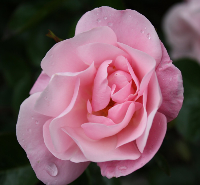 Самые красивые розы в городе Портленд штата Орегон35 (700x645, 302Kb)
