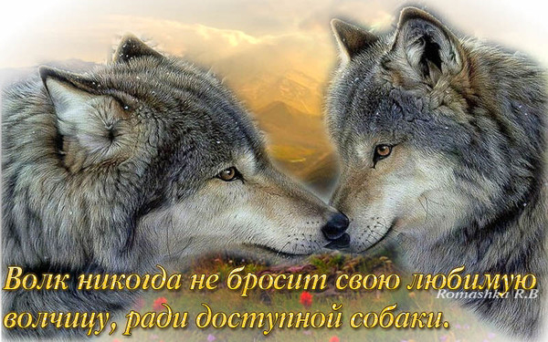Цитата я как волк если с волчицей Цитата я как волк если с волчицей