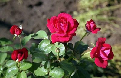 роза (400x258, 25Kb)