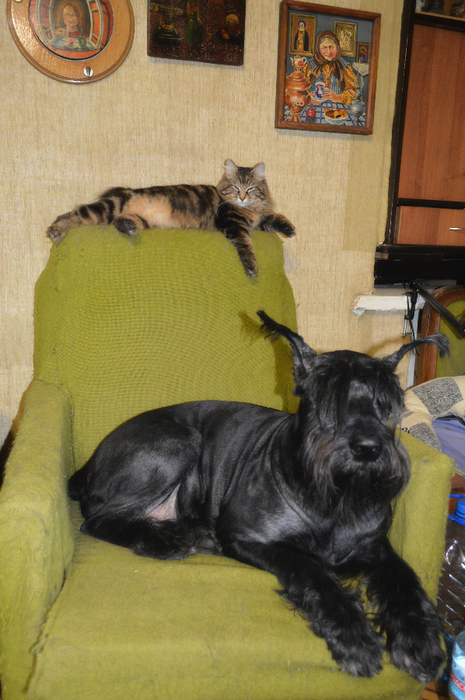 DSC_0011 (465x700, 428Kb)