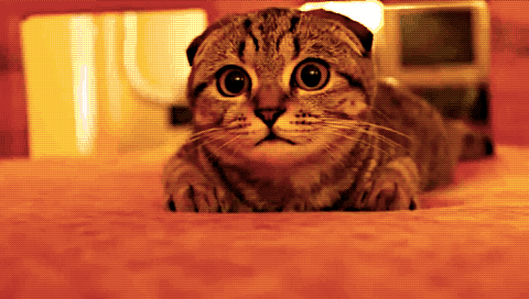 4497432_73 (480x272, 764Kb)