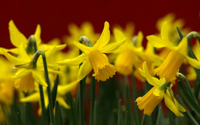 1901311_daffodils08_dkav_ncnd (700x437, 190Kb)