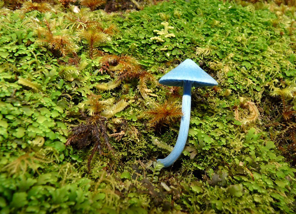 голубые грибы фото 2 (600x434, 440Kb)
