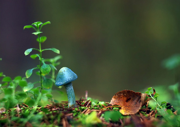 голубые грибы фото 4 (600x423, 173Kb)