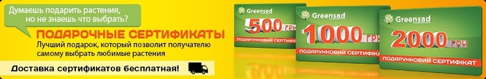 4208855_sertifikati (700x114, 70Kb)