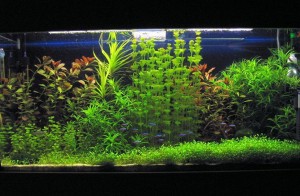 5835628_aquarium_naturalist_if_ua300x196 (300x196, 24Kb)