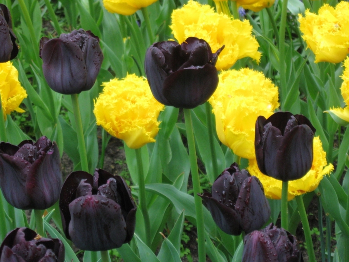 tulipanes_negro_amarillo (700x524, 282Kb)