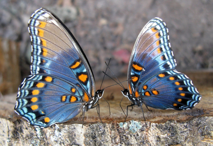 красивые бабочки13 (700x480, 450Kb)