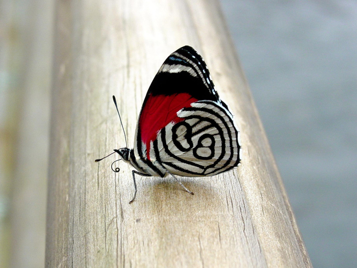 красивые бабочки17 (700x525, 375Kb)