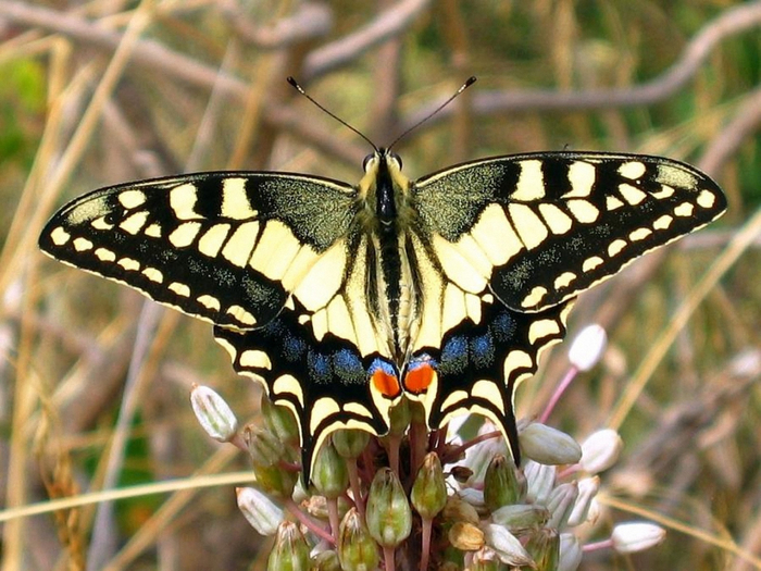 красивые бабочки22 (700x525, 432Kb)