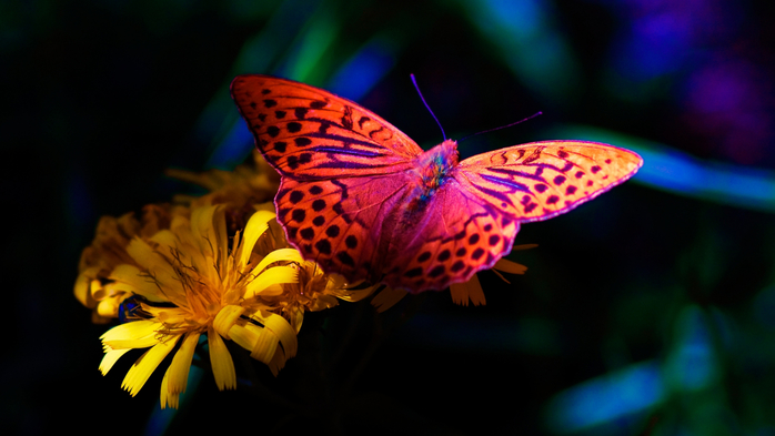 красивые бабочки24 (700x393, 260Kb)