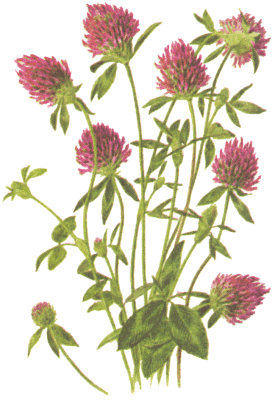 trifolium_pratense (272x400, 48Kb)