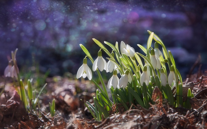 121348122_3303834_white_snowdrops_5.jpg