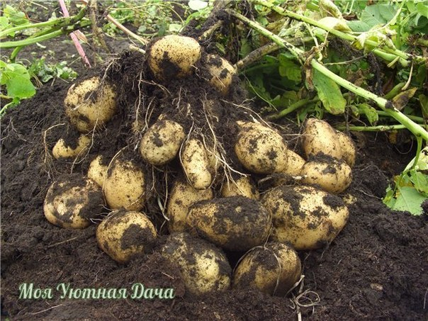 1 килограмм умножаем на усилия получаем 20 килограмм картофеля!