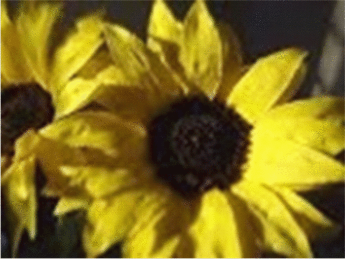 sunflower photo (700x525, 262Kb)