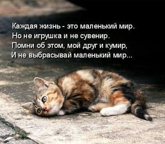 Про бездомных животных стих Про бездомных животных стих
