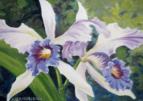 1317481791_blue-cattleya-orchid_www.nevsepic.com.ua (500x356, 369Kb)