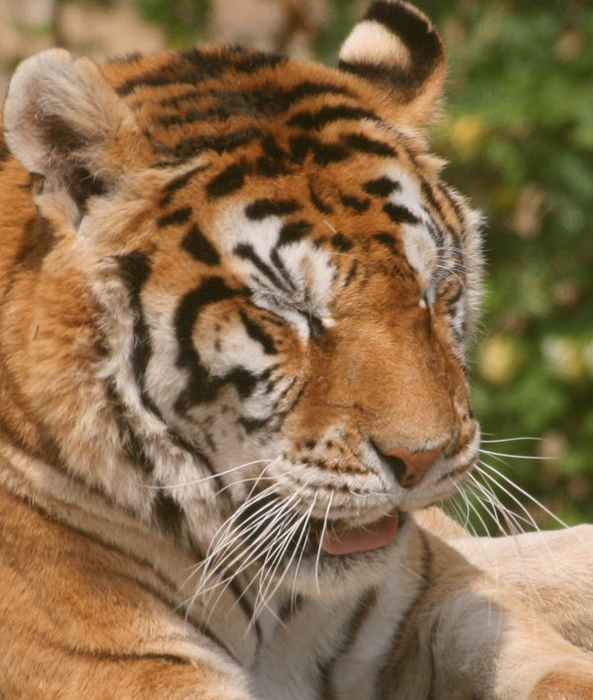 speed dating leeds tigre tigre