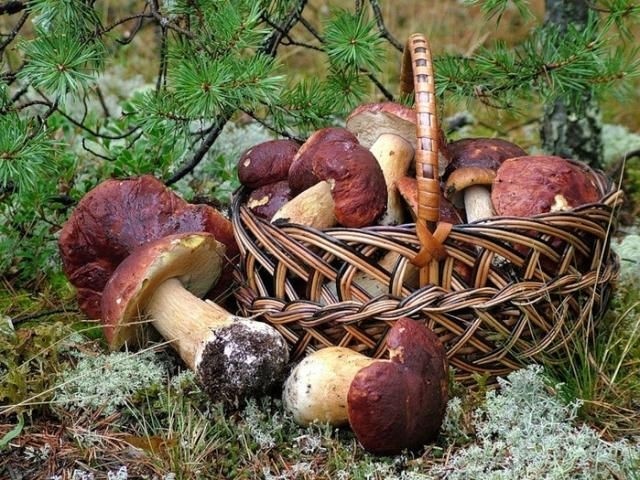 soropizabatufivopitesaburabula (640x480, 111Kb)