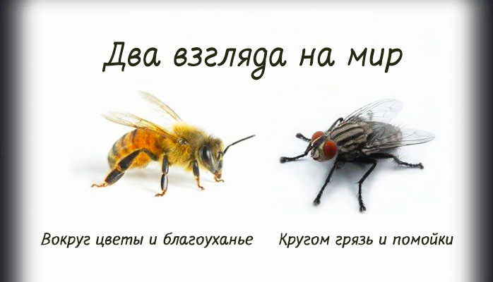 4803300_beefly (698x400, 56Kb)