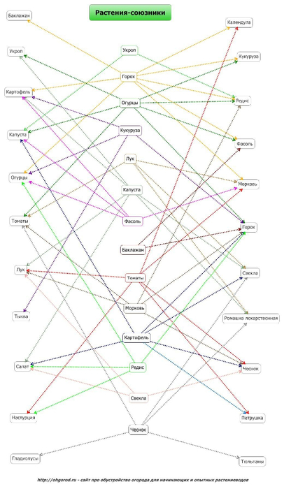 совместные посадки на огороде, как сделать летний водопровод на даче, как совместно садить овощи на даче, совместимость огородных культур, какие овощи полезно садить вместе, какие овощи нужно садить рядом, 