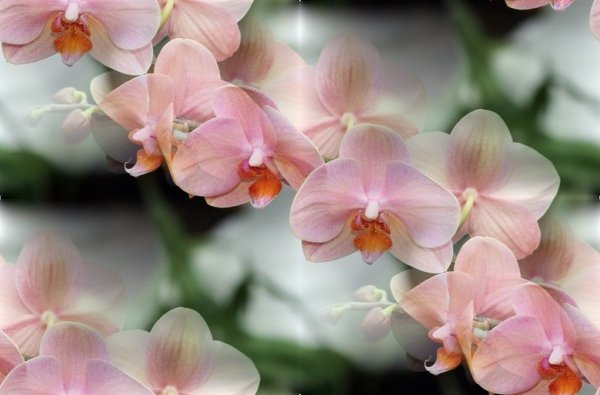 орхидеи-1