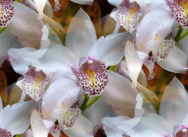 орхидеи-9