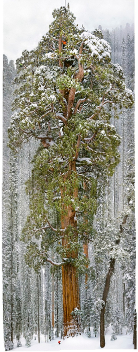 ДЕРЕВО, 3200-летнее-гигантское-дерево-4 (275x700, 286Kb)