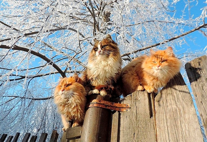 Siberian-Cats_photo-Alla-Lebedeva16 (700x480, 358Kb)