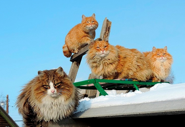 Siberian-Cats_photo-Alla-Lebedeva31 (700x480, 236Kb)