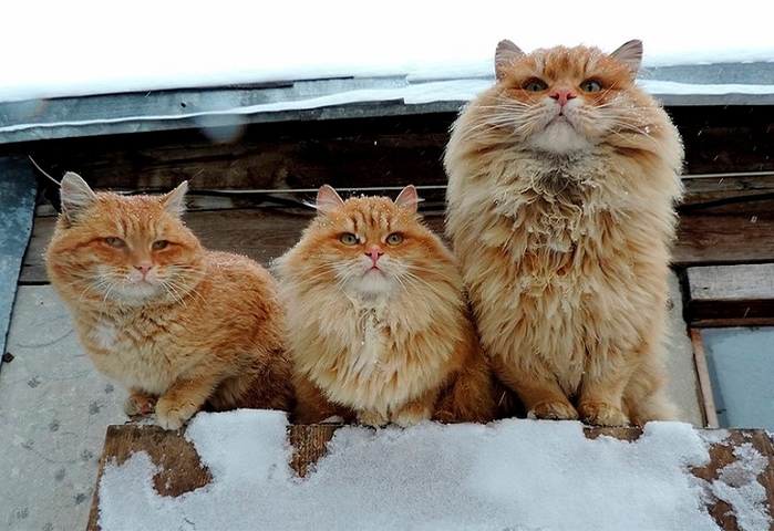 Siberian-Cats_photo-Alla-Lebedeva91 (700x480, 247Kb)