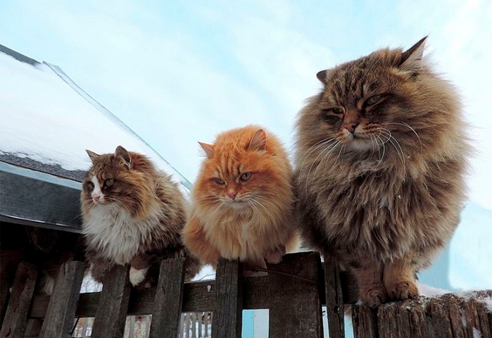 Siberian-Cats_photo-Alla-Lebedeva111 (700x480, 220Kb)