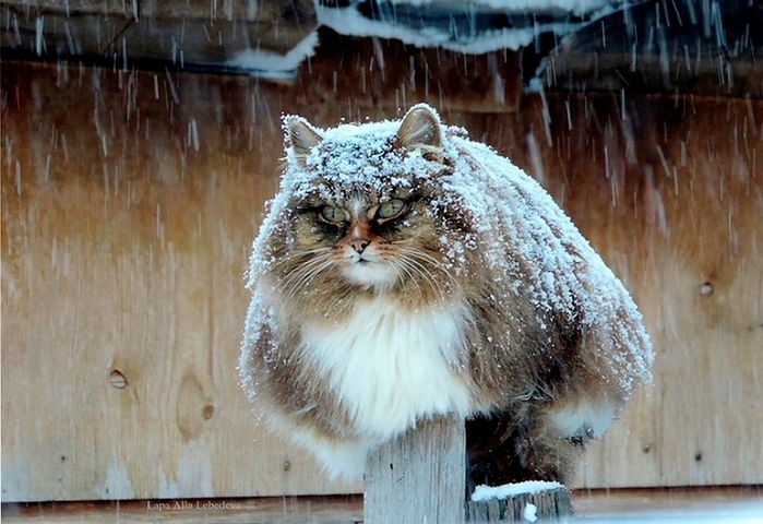 Siberian-Cats_photo-Alla-Lebedeva131 (700x480, 257Kb)