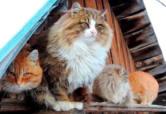 Siberian-Cats_photo-Alla-Lebedeva151 (700x480, 263Kb)