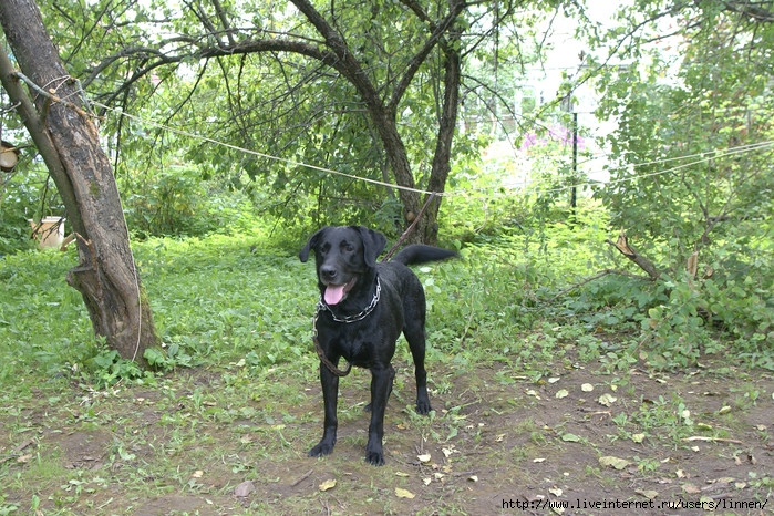 http://img0.liveinternet.ru/images/attach/c/0/31/141/31141953_1219601992_gusya8.jpg